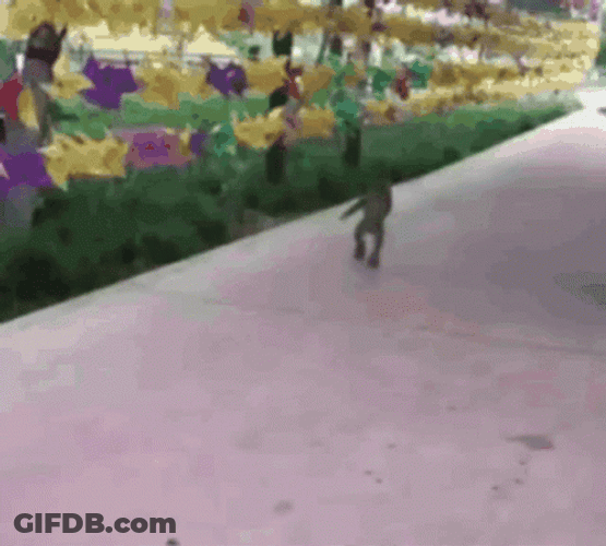 Monkey Roller Skating GIF