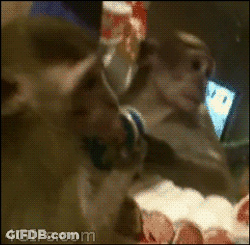 Monkey's Reaction With His Reflection GIF