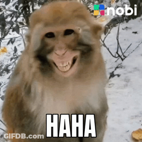 Monkey Saying Haha GIF