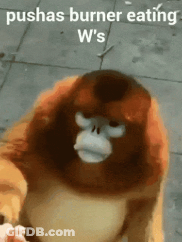 Monkey Saying Pushas Burner Eating W's GIF