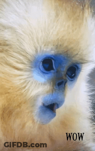 Monkey Saying Wow GIF