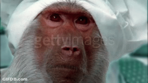 Monkey Saying Wow GIF