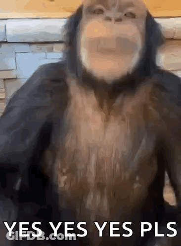 Monkey Saying Yes Yes Yes Pls GIF