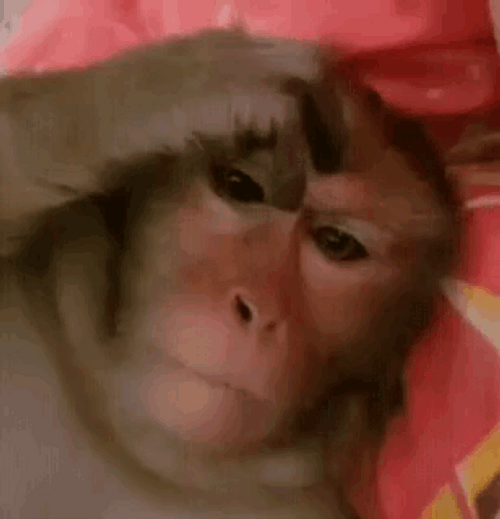 Monkey Scratch On Forehead GIF