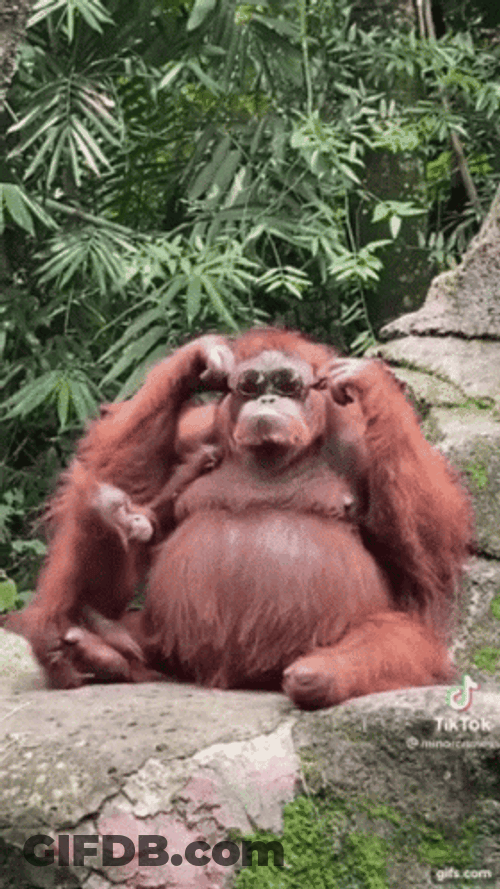 Monkey Shades Funny Animal GIF