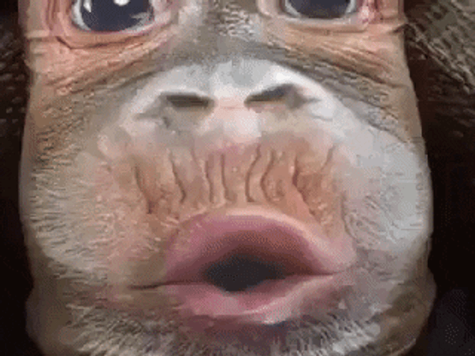Monkey Shirt Hilarious GIF