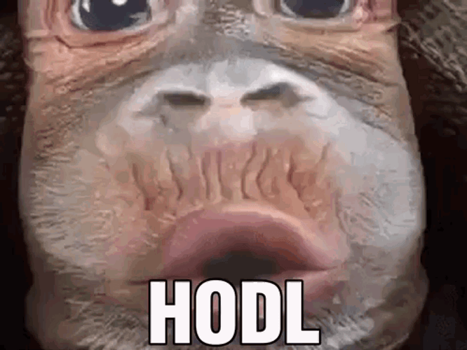 Monkey Shirt Hodl GIF