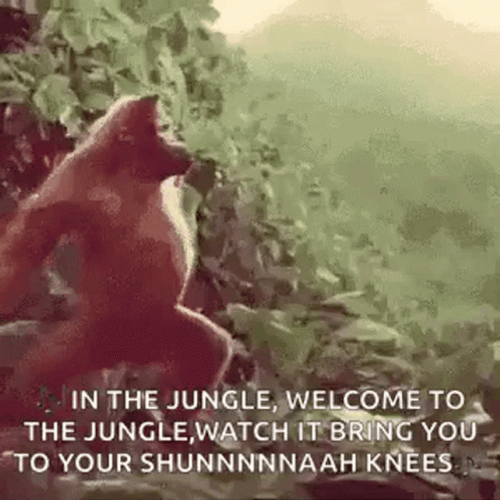 Monkey Sings Welcome To Jungle While Dancing GIF