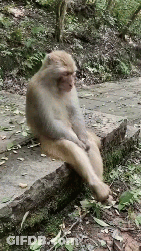 Monkey Sitting Cross-Legged On Rock GIF