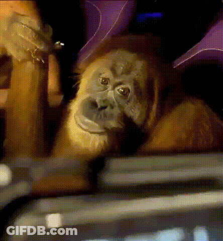 Monkey Sitting In Dark Room GIF