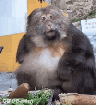 Monkey Sitting In Front Of Sign Saying Chinese GIF