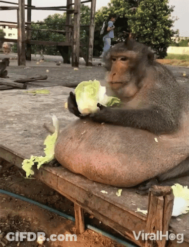 Monkey Sitting On Bench Eating Lettuce GIF