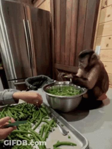 Monkey Sitting On Counter Eating Green Beans While Person Cuts Them GIF