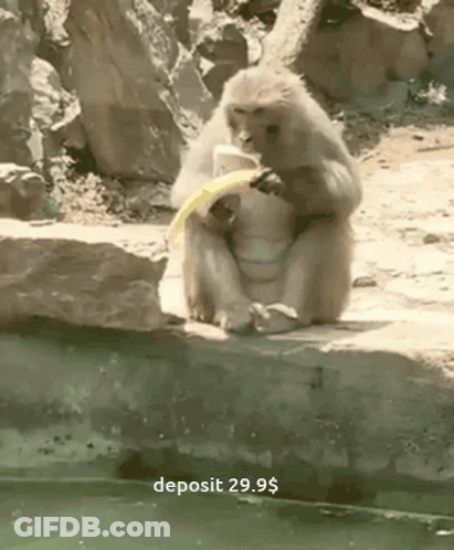 Monkey Sitting On Rock Eating Banana 29.95 Dollar Deposit GIF