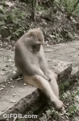 Monkey Sitting On Rock In Woods GIF