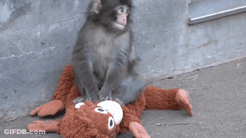 Monkey Sitting On Stuffed Monkey GIF
