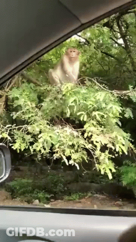 Monkey Sitting On Tree Branch In Car GIF