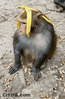 Monkey Sitting With Banana On Head GIF