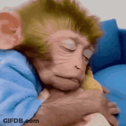 Monkey Sleeping On Blue Couch GIF
