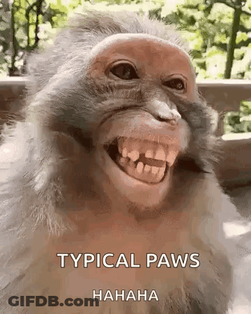 Monkey Smiling Typical Paws Hahaha GIF