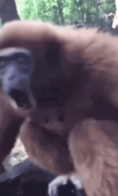 Monkey Spinning Orangutan Woooh GIF