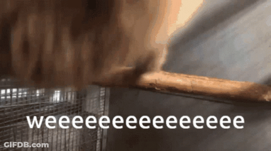 Monkey Spinning Round Continuous GIF