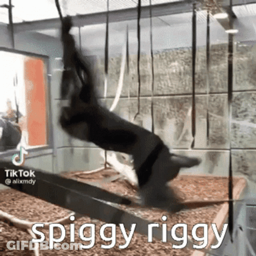 Monkey Spinning Spiggy Riggy GIF