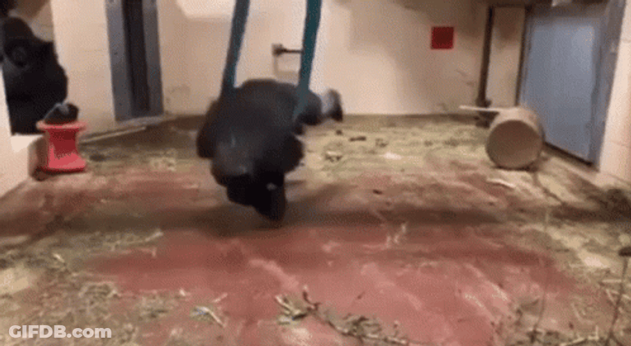 Monkey Spinning Swinging GIF