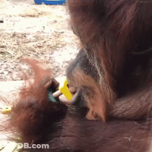 Monkey Spinning Using Mouth GIF