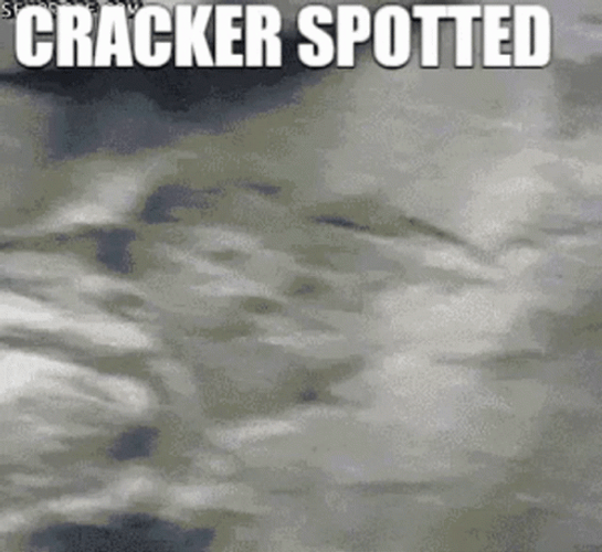 Monkey Spotted A Cracker GIF