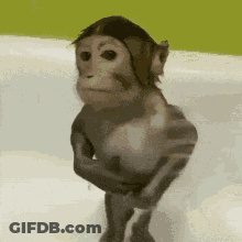 Monkey Standing In Bathtub GIF