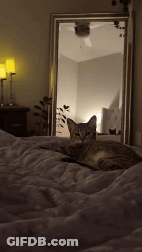Monkey Standing In Front Of Door Saying Ready GIF