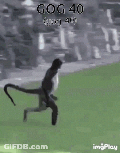 Monkey Standing In Grassy Field With Gog 40 GIF