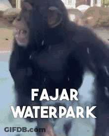 Monkey Standing In Pool At Fajar Waterpark GIF