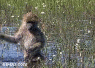 Monkey Standing In Swamp With Arms Outstretched GIF