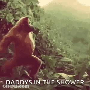 Monkey Standing In Woods Daddy's In Shower GIF