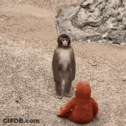 Monkey Standing Next To Stuffed Animal GIF