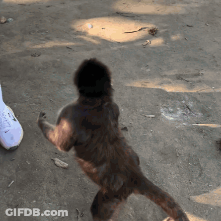 Monkey Standing On Hind Legs Beside Shoe GIF