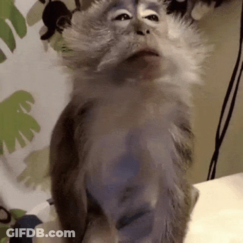 Monkey Standing On Hind Legs On Bed GIF