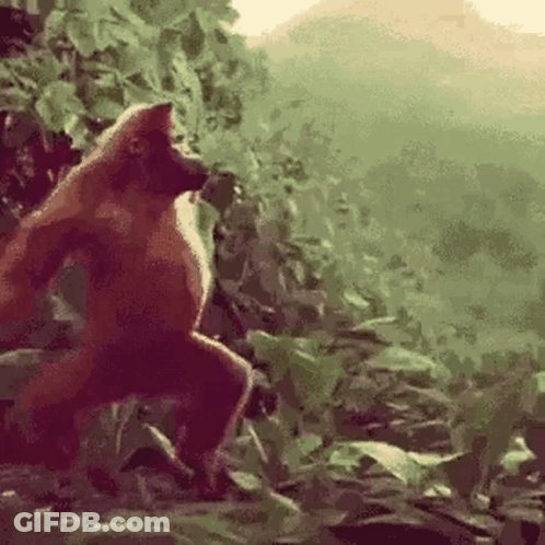 Monkey Standing On Rock In Forest GIF