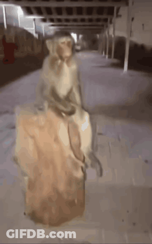 Monkey Standing On Rock In Parking Lot GIF