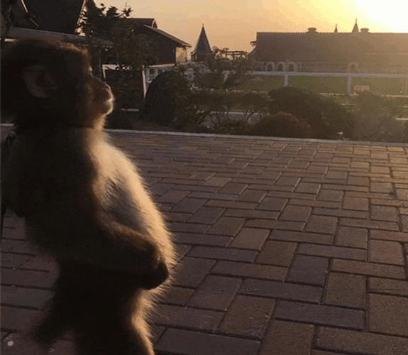 Monkey Sun Meme GIF