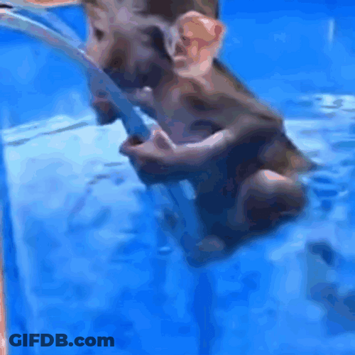 Monkey Swimming By The Pool GIF