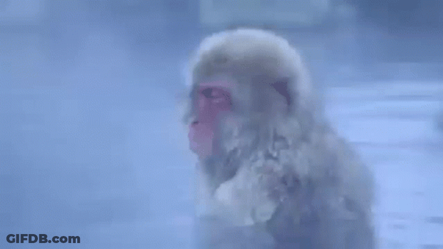 Monkey Swimming Chilling In The Lake GIF