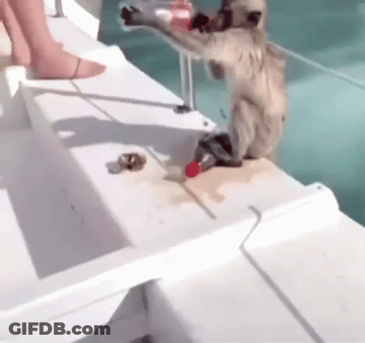 Monkey Swimming Dive In The Sea GIF