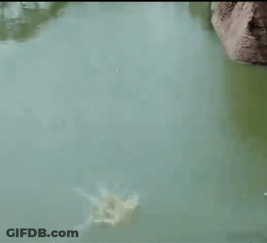 Monkey Swimming Falling Down The Tree GIF