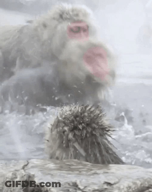 Monkey Swimming Fighting In The Water GIF