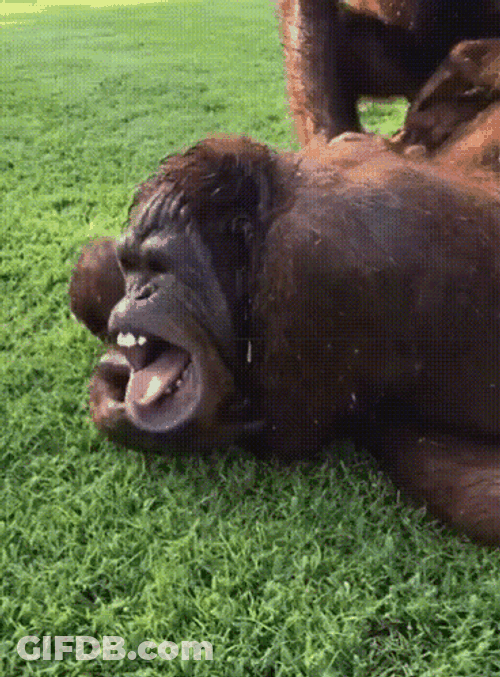 Monkey Swimming Getting Sprayed On GIF