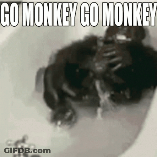 Monkey Swimming Go Monkey Go Monkey GIF