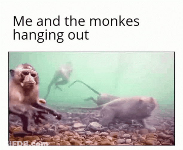Monkey Swimming Hanging Out GIF